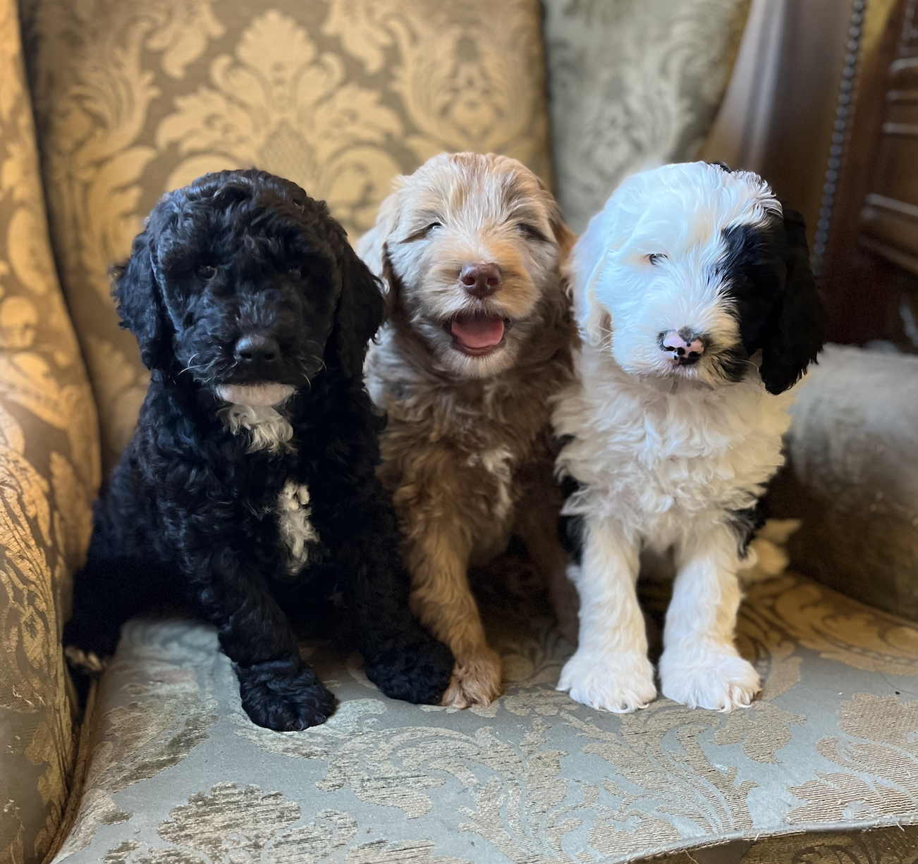 Evergreen Valley PNW Doodles, Olympia, WA